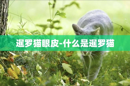 暹羅貓眼皮-什么是暹羅貓