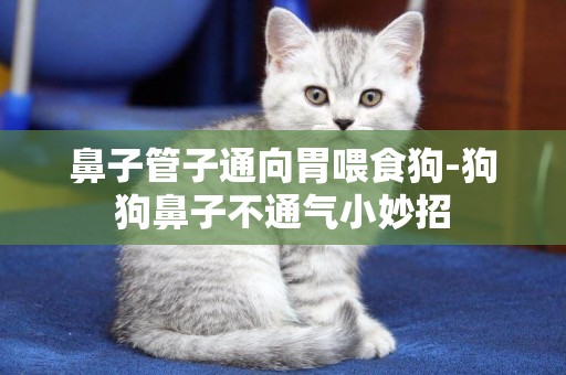 鼻子管子通向胃喂食狗-狗狗鼻子不通氣小妙招