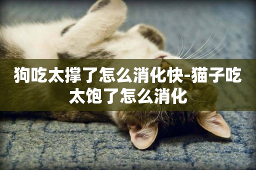 狗吃太撐了怎么消化快-貓子吃太飽了怎么消化