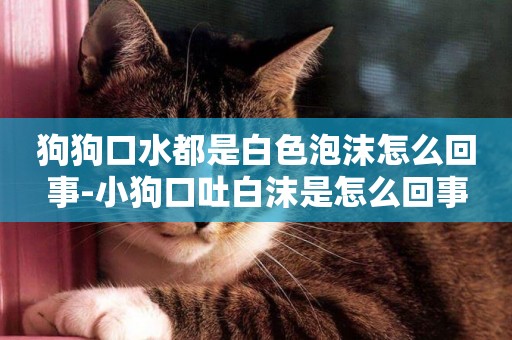 狗狗口水都是白色泡沫怎么回事-小狗口吐白沫是怎么回事