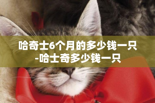哈奇士6個月的多少錢一只-哈士奇多少錢一只