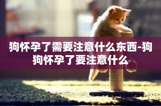 狗懷孕了需要注意什么東西-狗狗懷孕了要注意什么