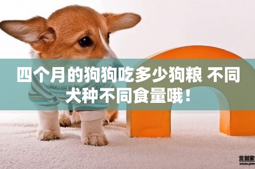 四個月的狗狗吃多少狗糧 不同犬種不同食量哦！