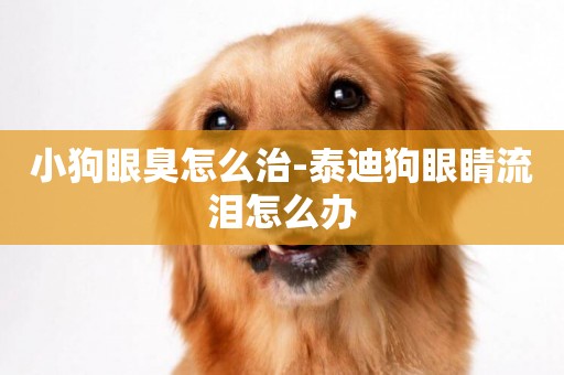 小狗眼臭怎么治-泰迪狗眼睛流淚怎么辦