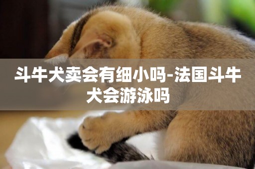 斗牛犬賣會有細小嗎-法國斗牛犬會游泳嗎