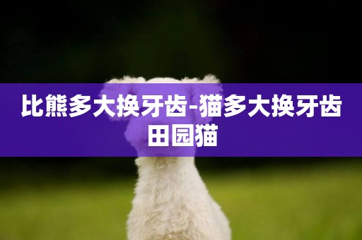 比熊多大換牙齒-貓多大換牙齒田園貓