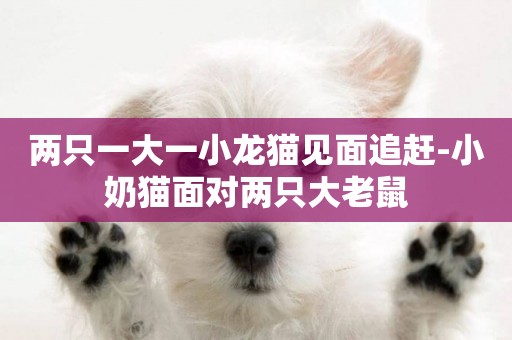 兩只一大一小龍貓見面追趕-小奶貓面對兩只大老鼠