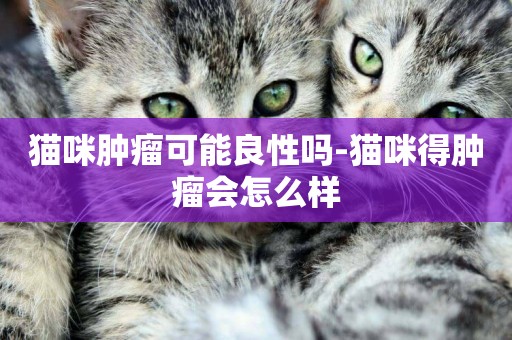 貓咪腫瘤可能良性嗎-貓咪得腫瘤會怎么樣
