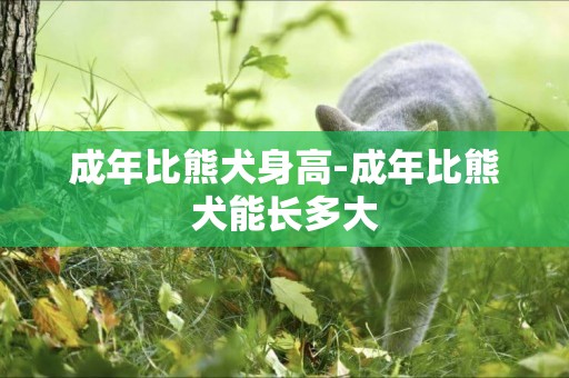 成年比熊犬身高-成年比熊犬能長多大