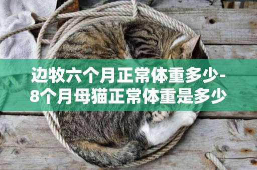 邊牧六個月正常體重多少-8個月母貓正常體重是多少