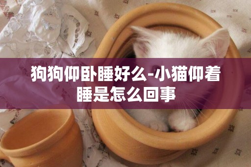 狗狗仰臥睡好么-小貓仰著睡是怎么回事