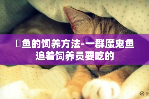 魟魚的飼養方法-一群魔鬼魚追著飼養員要吃的
