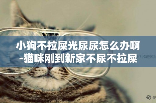 小狗不拉屎光尿尿怎么辦啊-貓咪剛到新家不尿不拉屎怎么辦