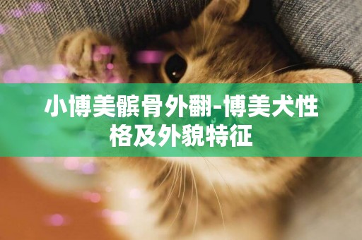 小博美髕骨外翻-博美犬性格及外貌特征