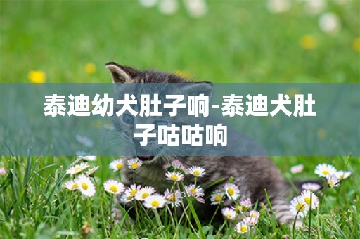 泰迪幼犬肚子響-泰迪犬肚子咕咕響