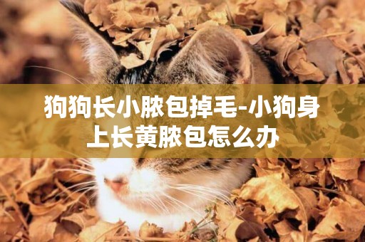 狗狗長小膿包掉毛-小狗身上長黃膿包怎么辦