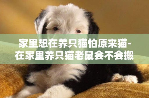 家里想在養只貓怕原來貓-在家里養只貓老鼠會不會搬走