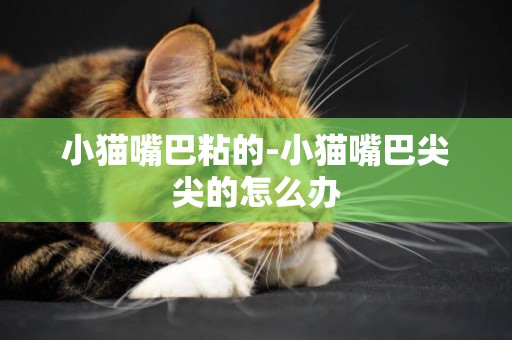 小貓嘴巴粘的-小貓嘴巴尖尖的怎么辦