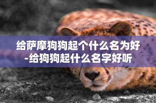 給薩摩狗狗起個什么名為好-給狗狗起什么名字好聽