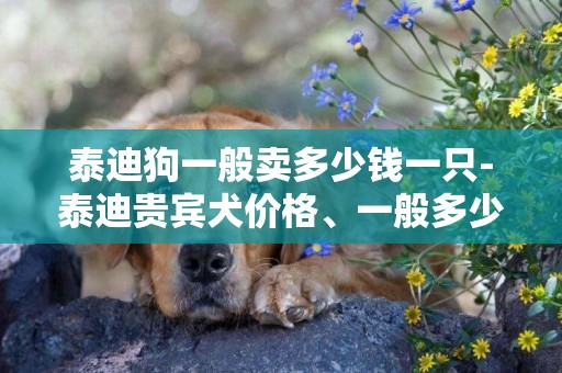 泰迪狗一般賣多少錢一只-泰迪貴賓犬價格、一般多少錢一只