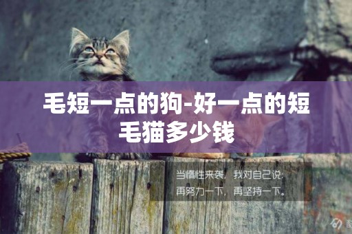 毛短一點的狗-好一點的短毛貓多少錢