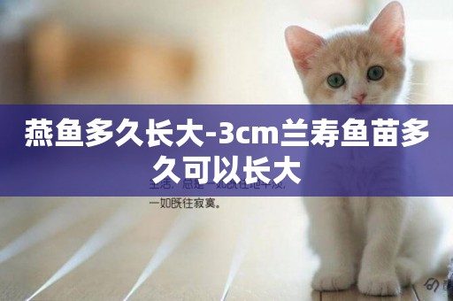 燕魚多久長大-3cm蘭壽魚苗多久可以長大