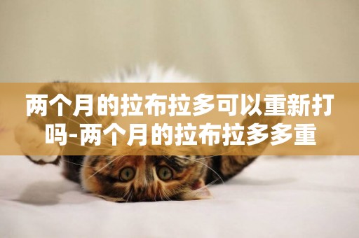 兩個月的拉布拉多可以重新打嗎-兩個月的拉布拉多多重