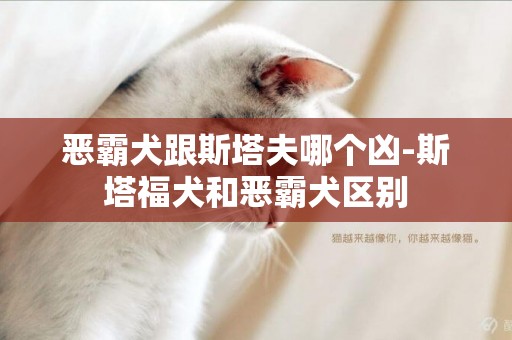 惡霸犬跟斯塔夫哪個兇-斯塔福犬和惡霸犬區別