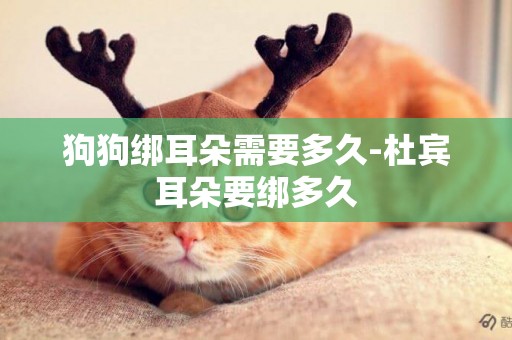 狗狗綁耳朵需要多久-杜賓耳朵要綁多久