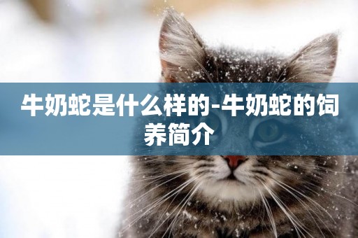 牛奶蛇是什么樣的-牛奶蛇的飼養簡介