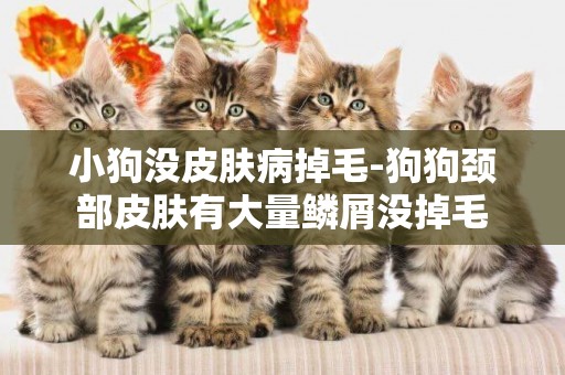小狗沒皮膚病掉毛-狗狗頸部皮膚有大量鱗屑沒掉毛