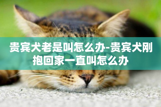 貴賓犬老是叫怎么辦-貴賓犬剛抱回家一直叫怎么辦
