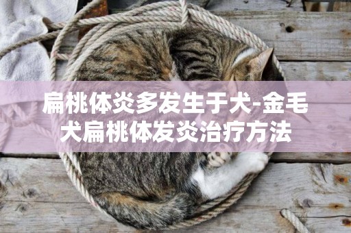 扁桃體炎多發生于犬-金毛犬扁桃體發炎治療方法