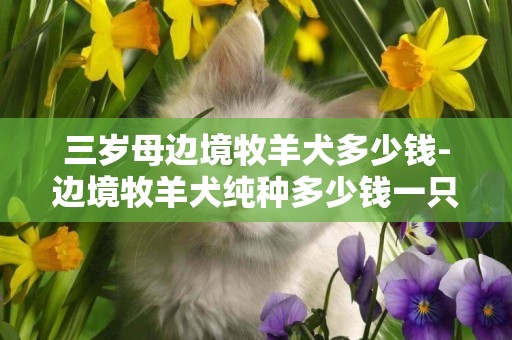 三歲母邊境牧羊犬多少錢-邊境牧羊犬純種多少錢一只