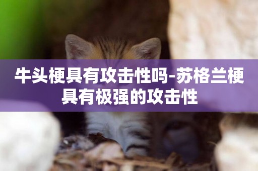 牛頭梗具有攻擊性嗎-蘇格蘭梗具有極強的攻擊性