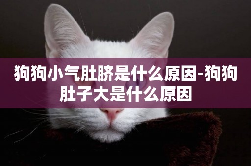 狗狗小氣肚臍是什么原因-狗狗肚子大是什么原因