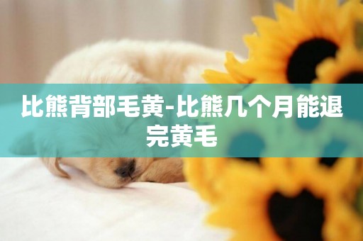 比熊背部毛黃-比熊幾個月能退完黃毛