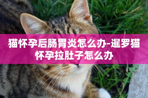 貓懷孕后腸胃炎怎么辦-暹羅貓懷孕拉肚子怎么辦