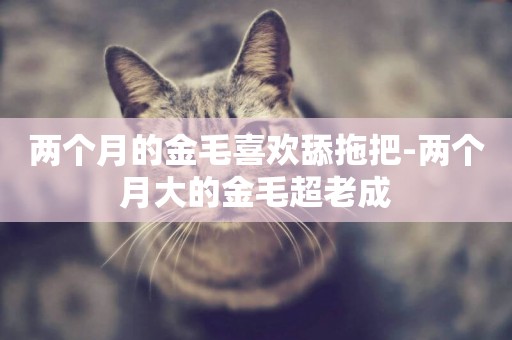 兩個月的金毛喜歡舔拖把-兩個月大的金毛超老成