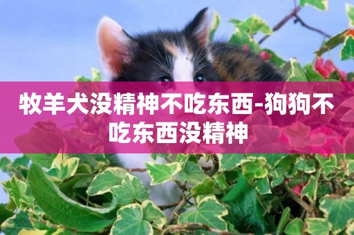 牧羊犬沒精神不吃東西-狗狗不吃東西沒精神