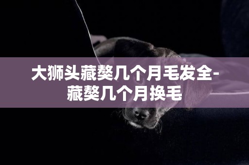 大獅頭藏獒幾個月毛發全-藏獒幾個月換毛