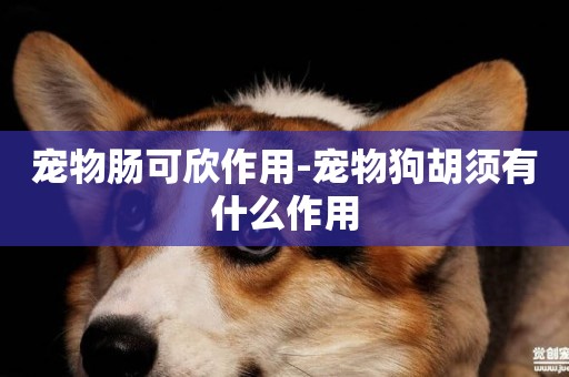 寵物腸可欣作用-寵物狗胡須有什么作用