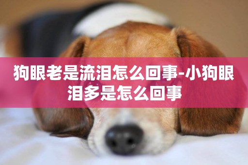 狗眼老是流淚怎么回事-小狗眼淚多是怎么回事