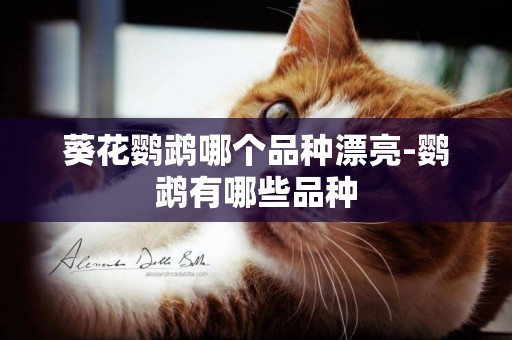葵花鸚鵡哪個品種漂亮-鸚鵡有哪些品種