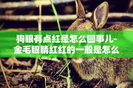 狗眼有點紅是怎么回事兒-金毛眼睛紅紅的一般是怎么回事兒