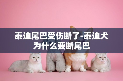 泰迪尾巴受傷斷了-泰迪犬為什么要斷尾巴