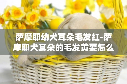 薩摩耶幼犬耳朵毛發紅-薩摩耶犬耳朵的毛發黃要怎么解決呢