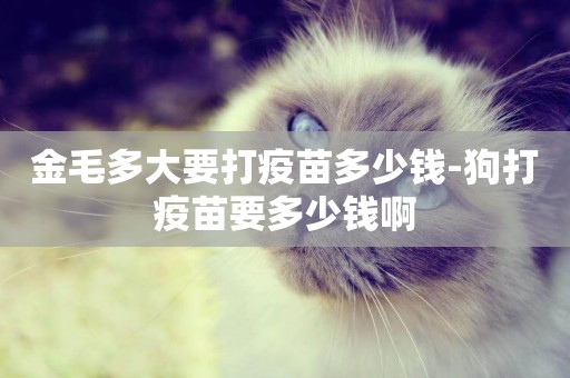 金毛多大要打疫苗多少錢-狗打疫苗要多少錢啊