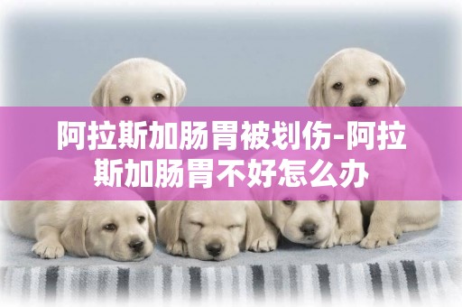 阿拉斯加腸胃被劃傷-阿拉斯加腸胃不好怎么辦