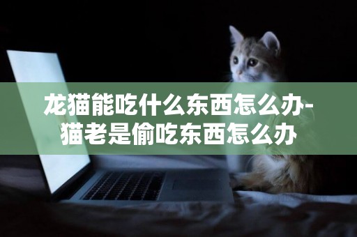 龍貓能吃什么東西怎么辦-貓老是偷吃東西怎么辦